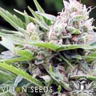 Vision Seeds Bona Dea CBD+